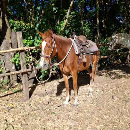 TOUR A CABALLO MEDIA HORA + GRANJA DE CONTACTO